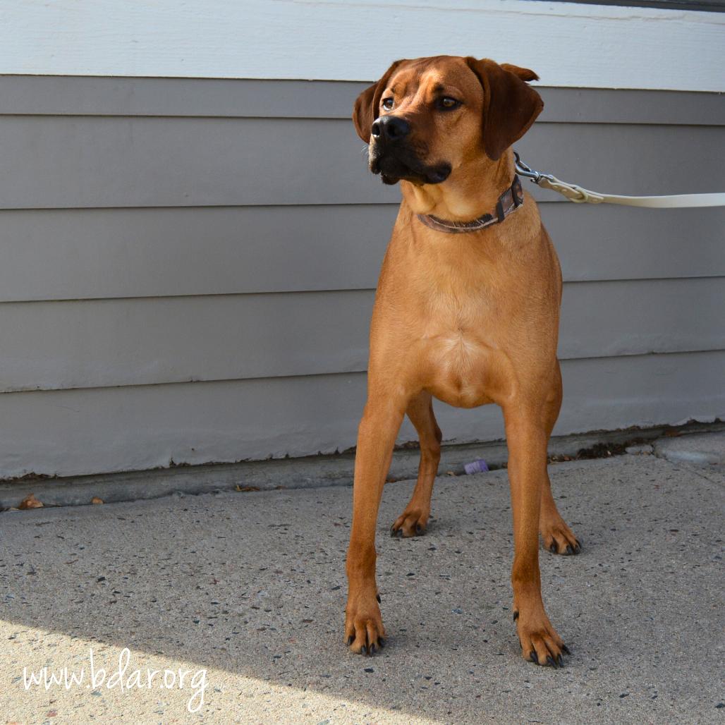 Enlarge Moose, a Adoptable mixed breed in Cheyenne, WY image 2/3