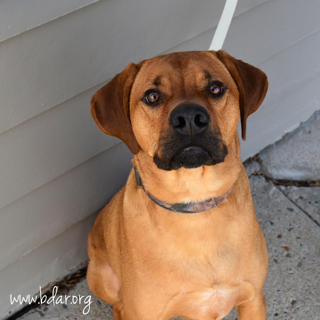 Enlarge Moose, a Adoptable mixed breed in Cheyenne, WY image 3/3