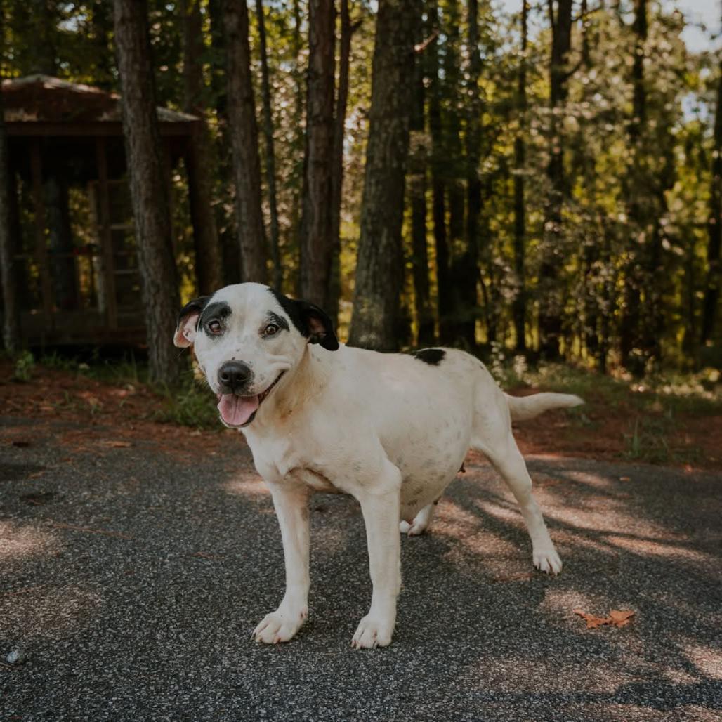 Enlarge Harriett, a Adoptable Pit Bull Terrier in Austell, GA image 1/6