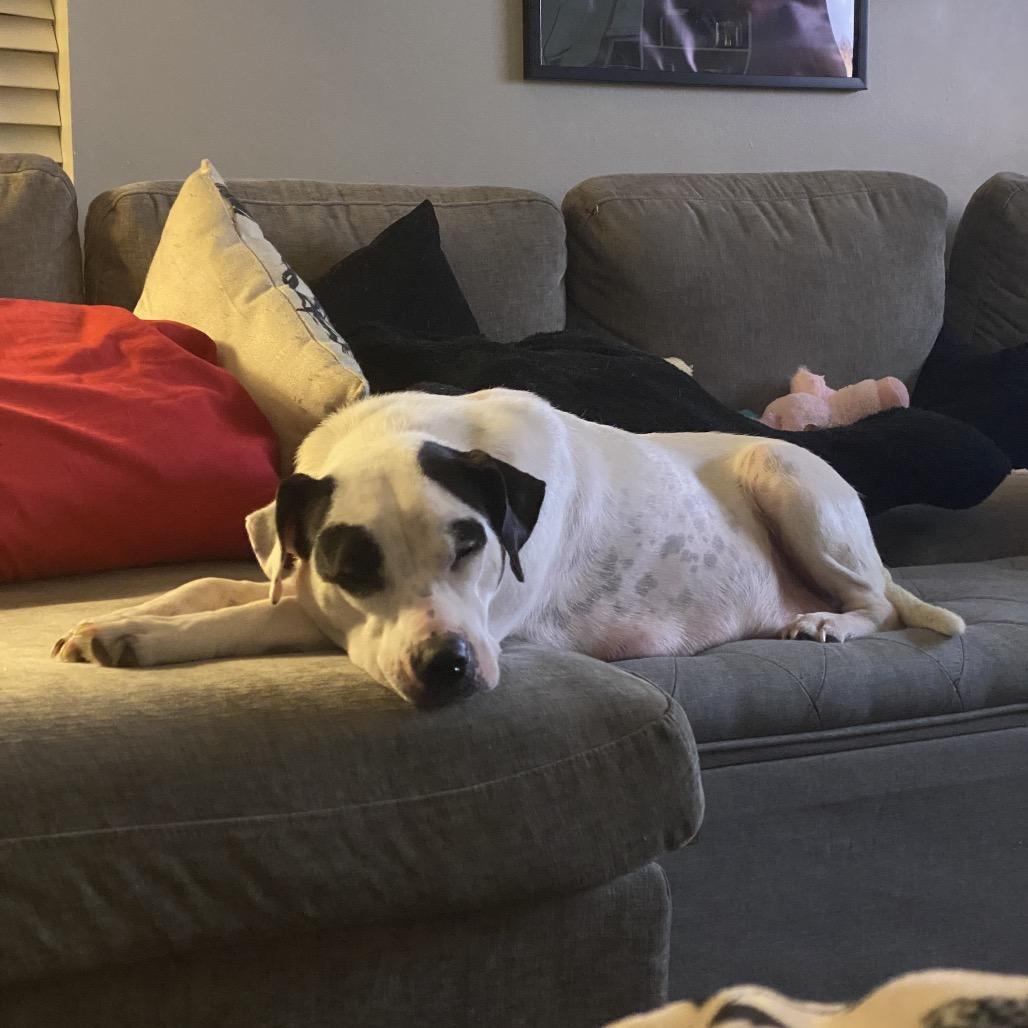 Enlarge Harriett, a Adoptable Pit Bull Terrier in Austell, GA image 2/6