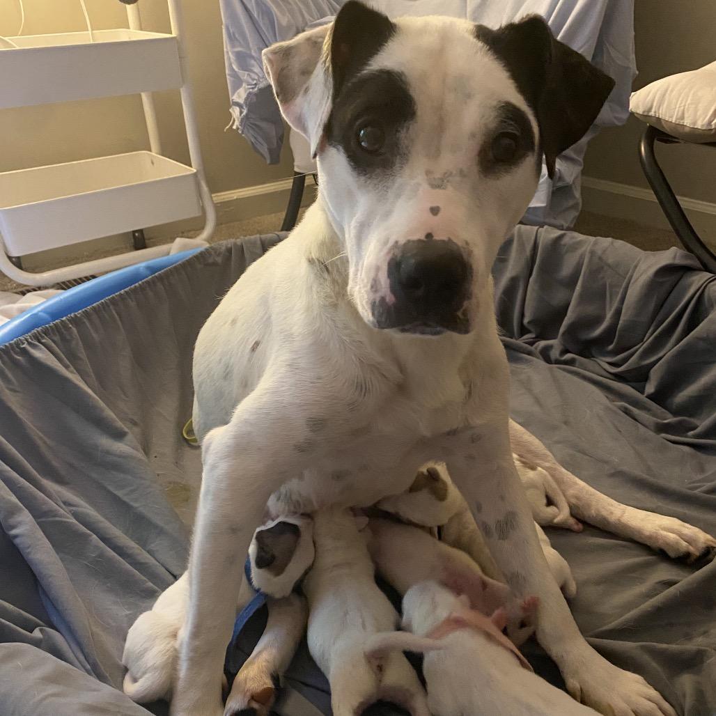 Enlarge Harriett, a Adoptable Pit Bull Terrier in Austell, GA image 3/6