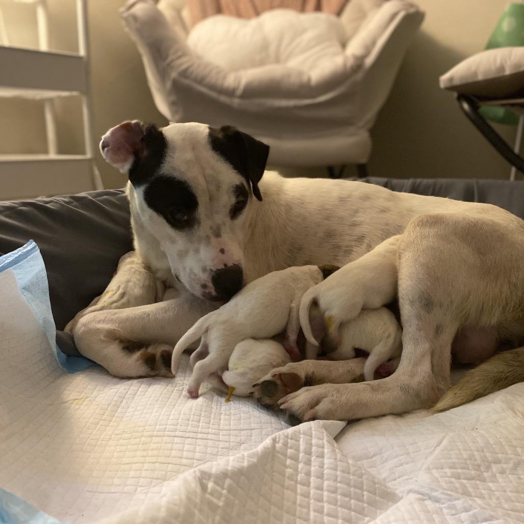 Enlarge Harriett, a Adoptable Pit Bull Terrier in Austell, GA image 4/6