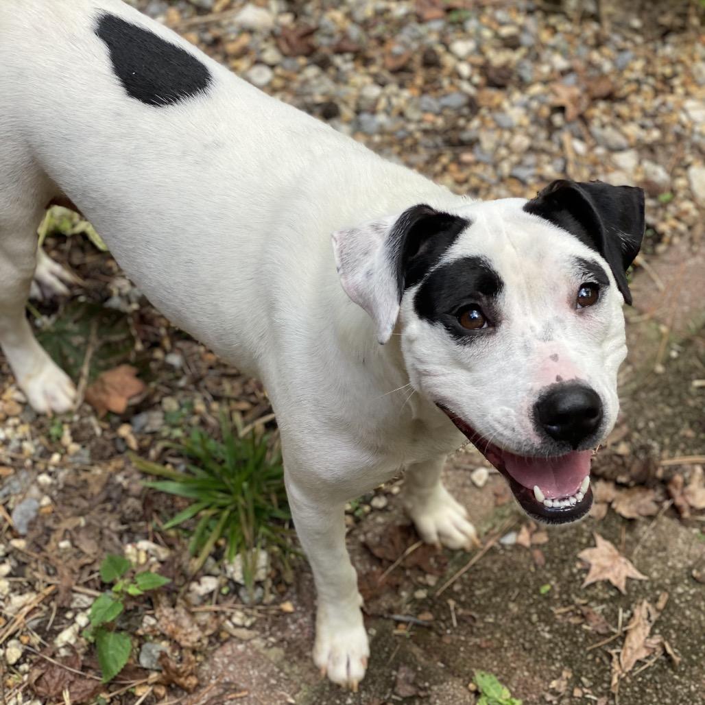 Enlarge Harriett, a Adoptable Pit Bull Terrier in Austell, GA image 6/6