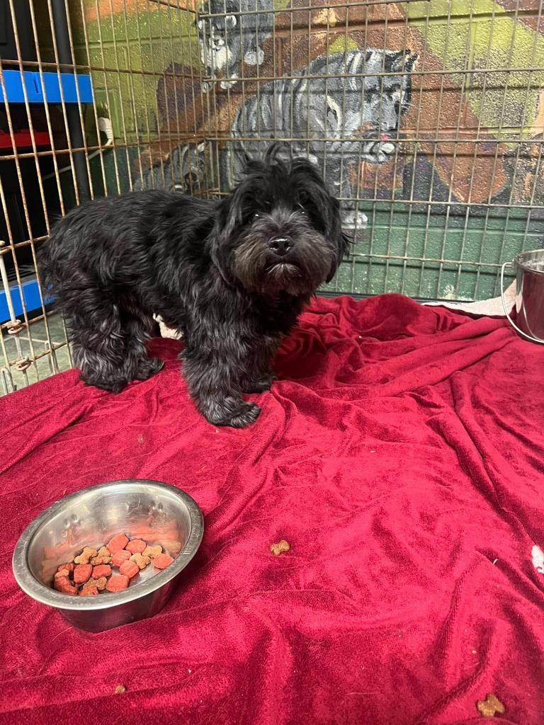 Enlarge Bo Jangle, a Adopted mixed breed in Ada, OK image 1/1