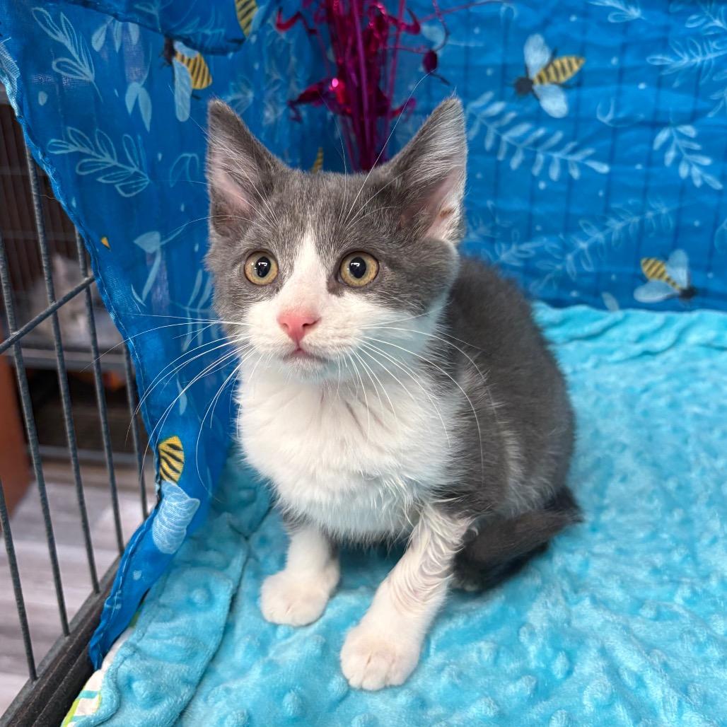 Chong, Adoptable, Kitten Male American Shorthair.