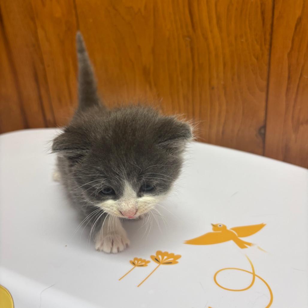 Chong, a Adoptable American Shorthair in Greenfield, IN image 2/2