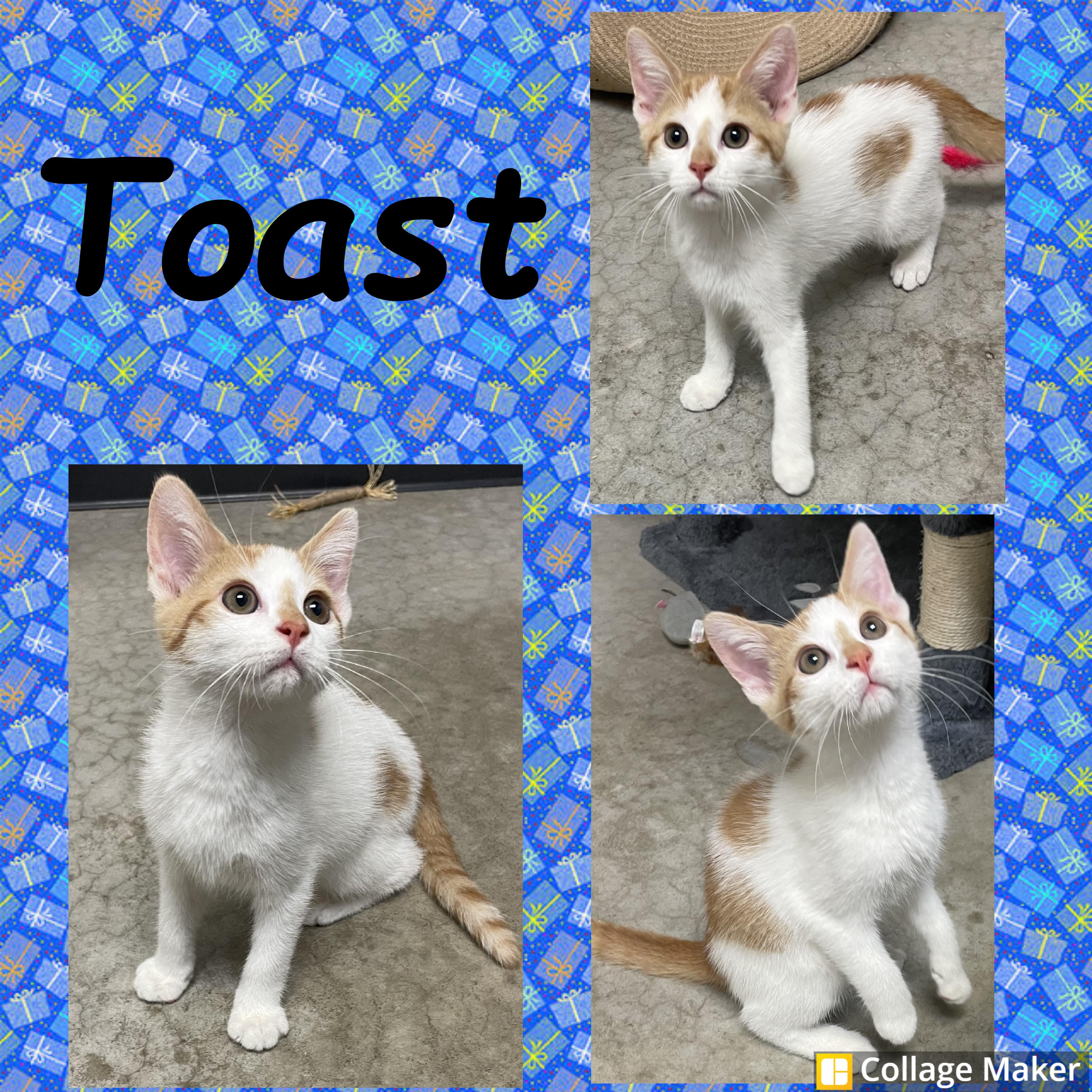 Toast