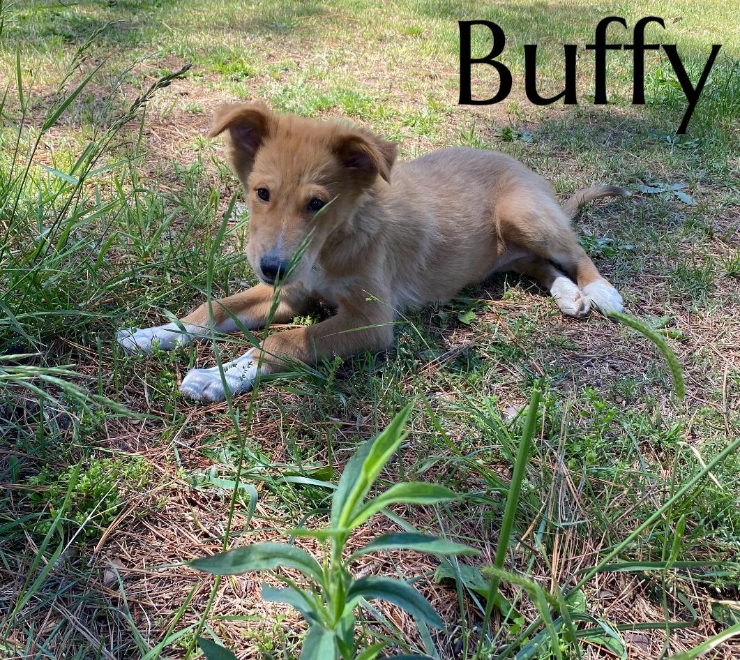 Buffy, a ADOPTABLE Mixed Breed in Pembroke, MA image 1/2