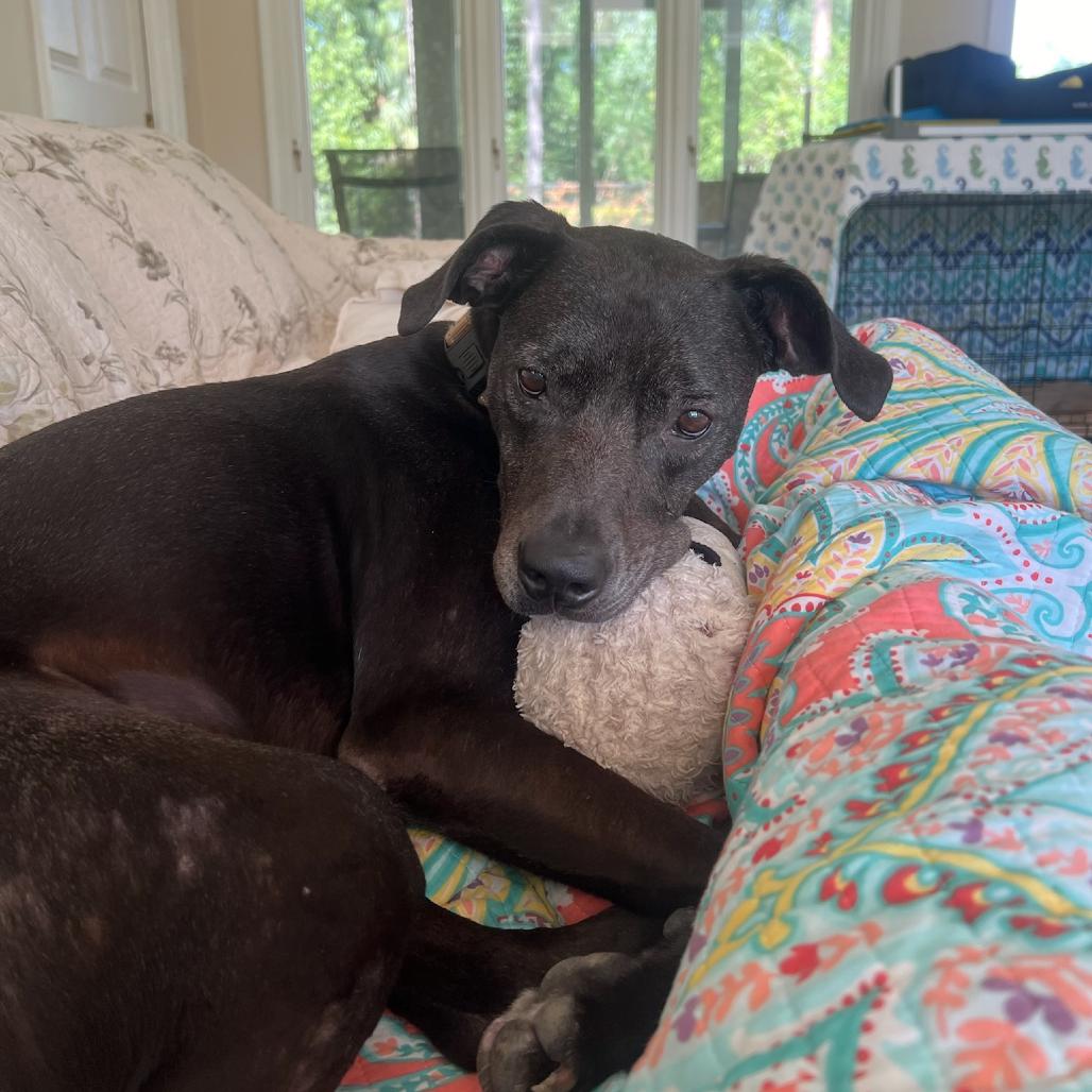 Chief, Adoptable, Adult Male Mixed Breed.