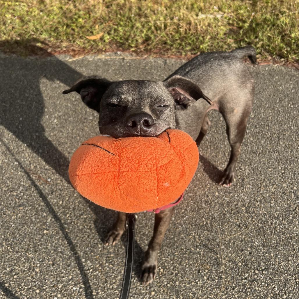 Chief, a Adoptable Mixed Breed in Naples, FL image 2/6
