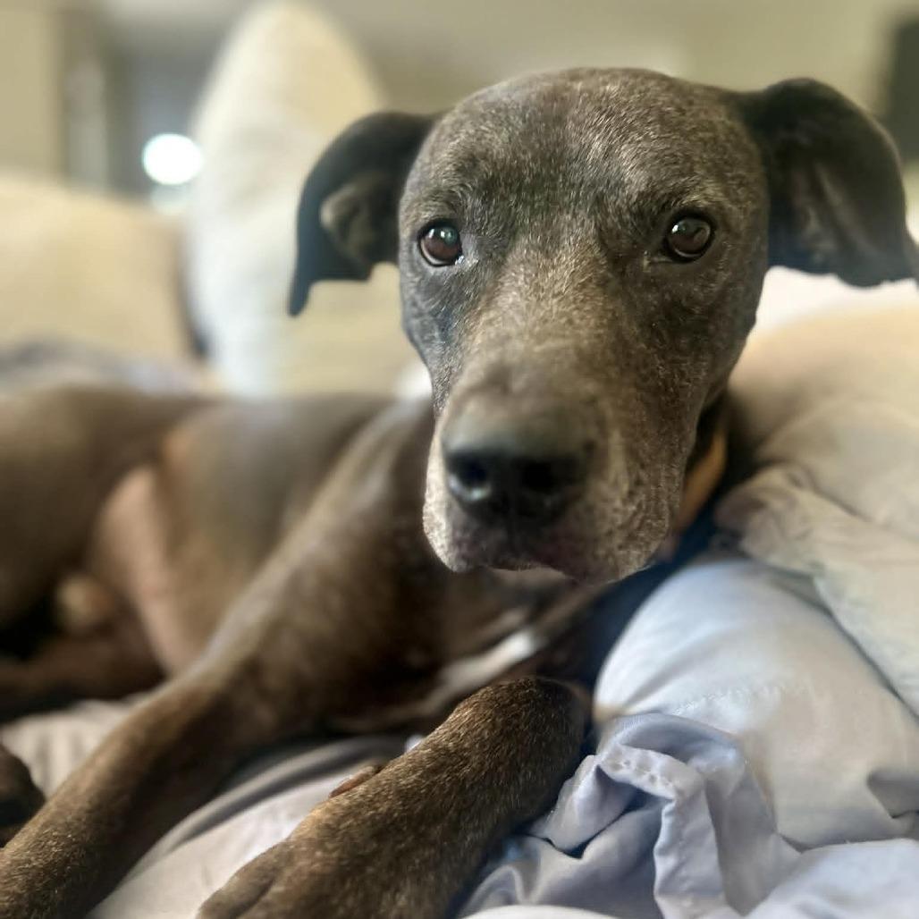 Chief, a Adoptable Mixed Breed in Naples, FL image 3/6