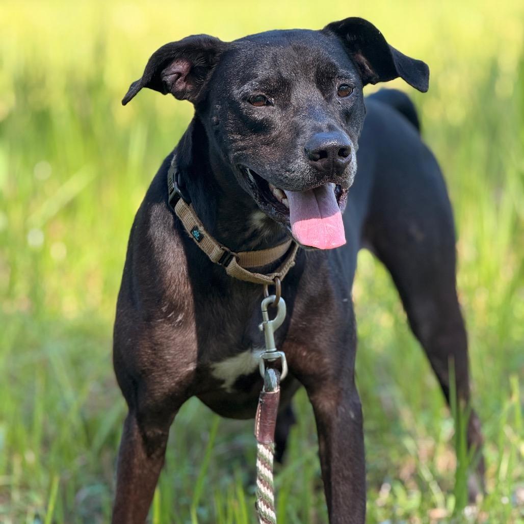 Chief, a Adoptable Mixed Breed in Naples, FL image 4/6