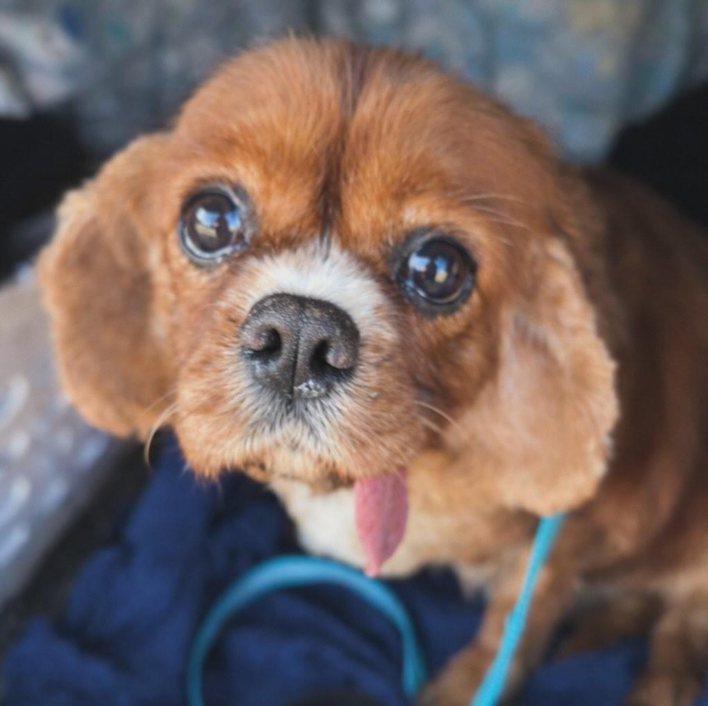 Sunny- Sweet Cavalier, ADOPTABLE, Adult Female Cavalier King Charles Spaniel.