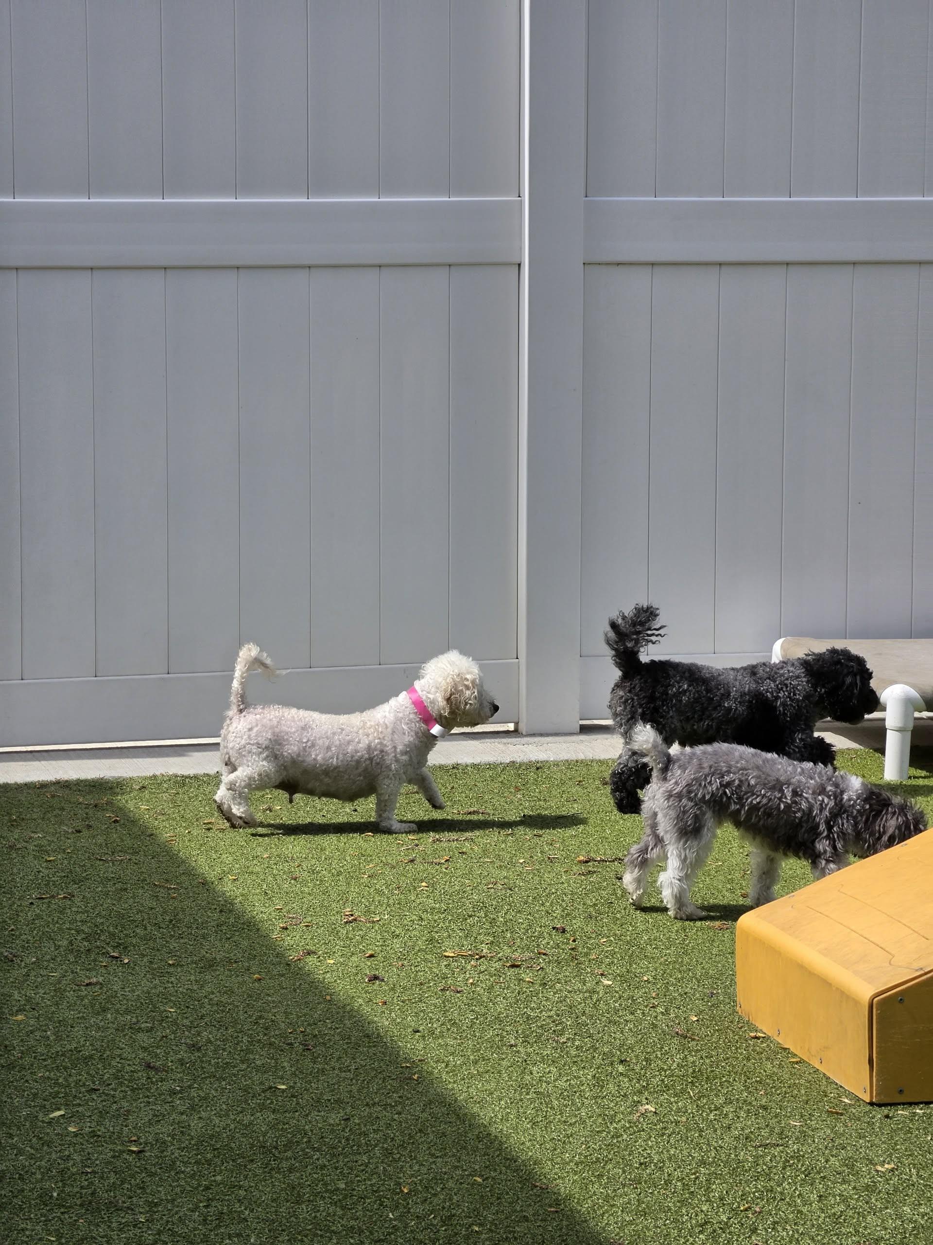 KiKi, a ADOPTABLE Bichon Frise in Kansas City, MO image 2/5