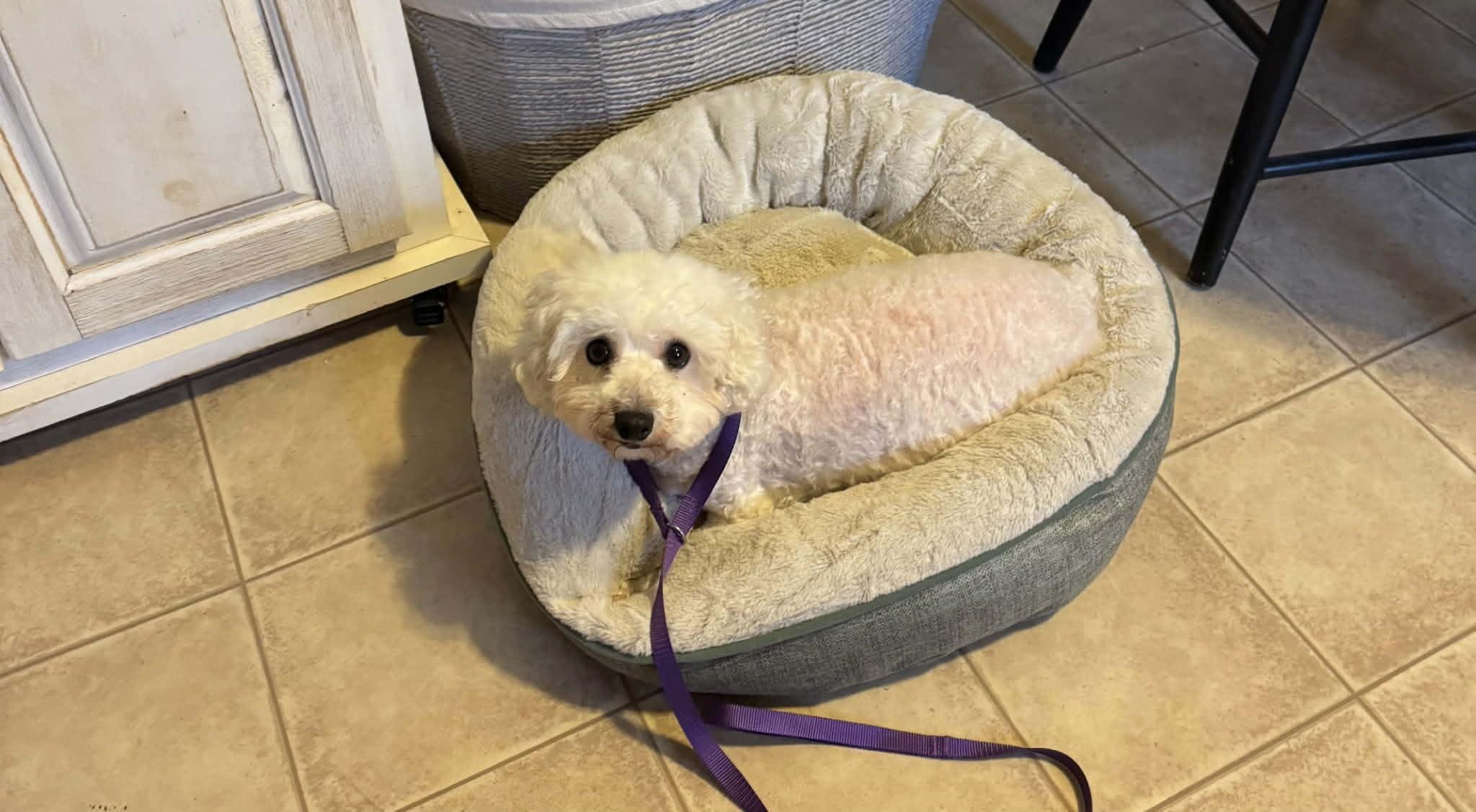 KiKi, a ADOPTABLE Bichon Frise in Kansas City, MO image 5/5