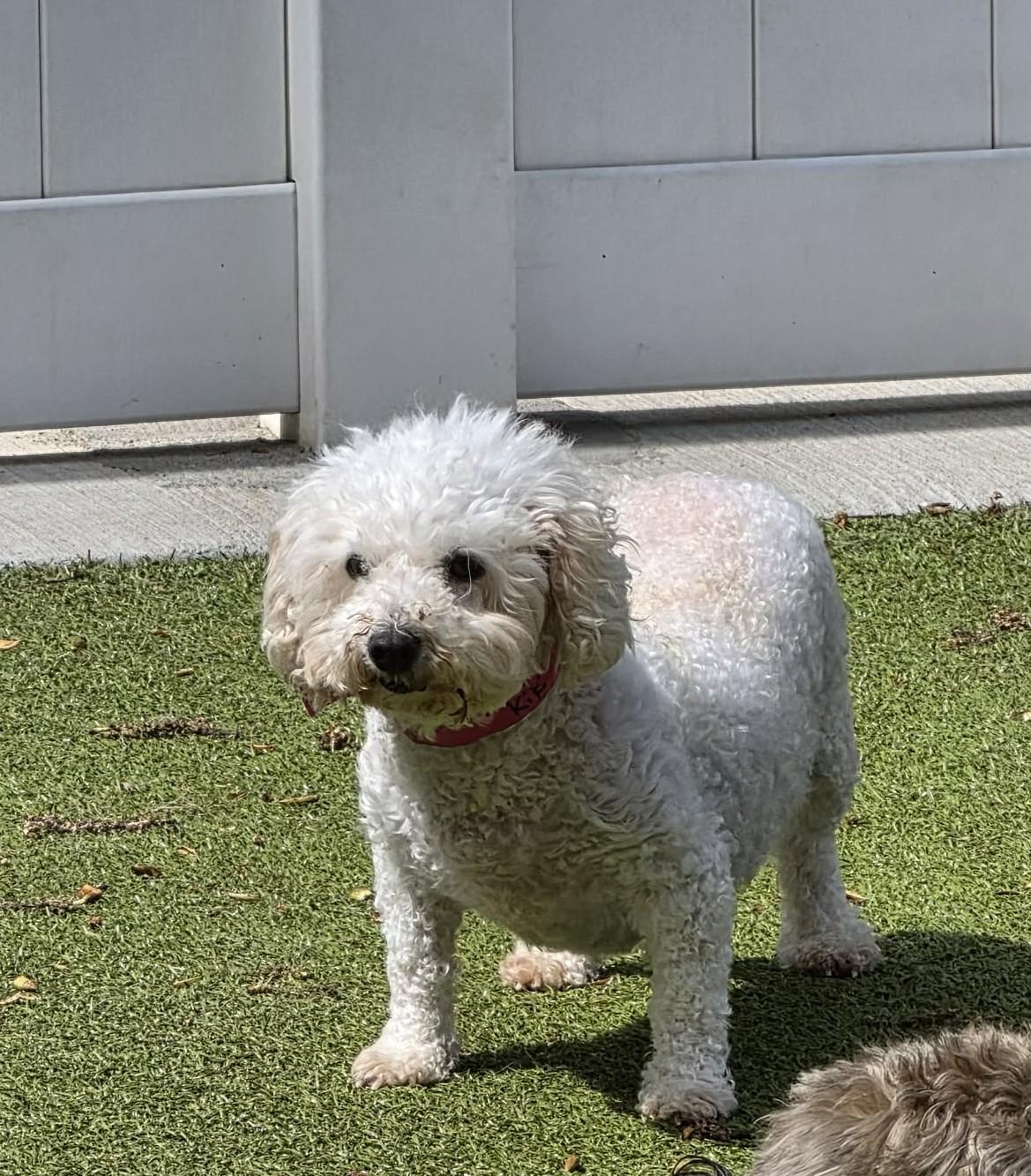 KiKi, ADOPTABLE, Adult Female Bichon Frise.