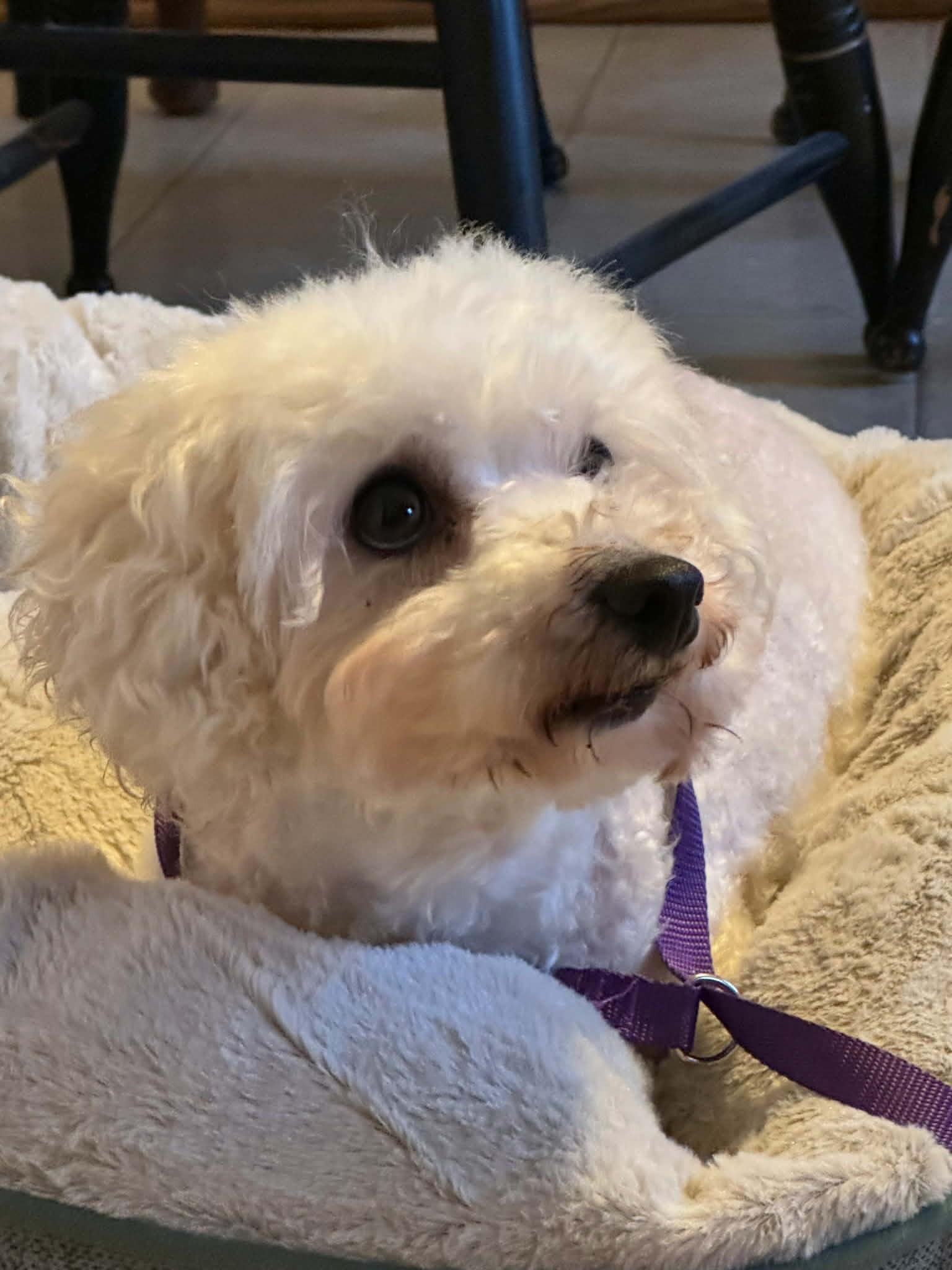KiKi, a ADOPTABLE Bichon Frise in Kansas City, MO image 4/5