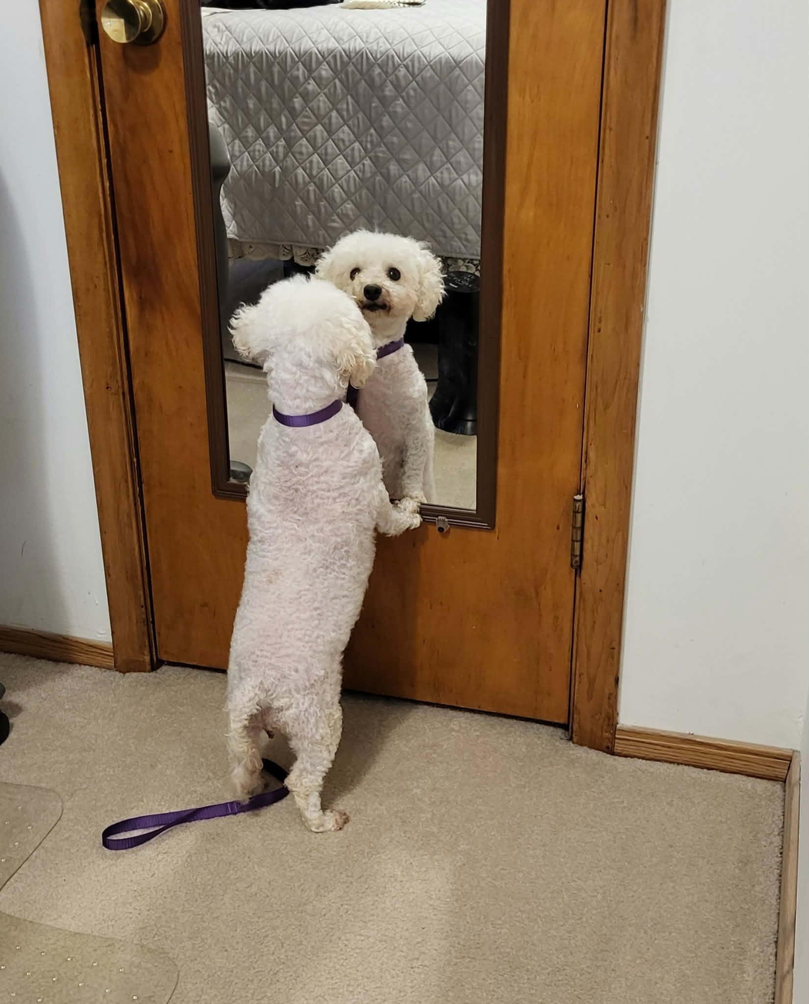 KiKi, a ADOPTABLE Bichon Frise in Kansas City, MO image 3/5