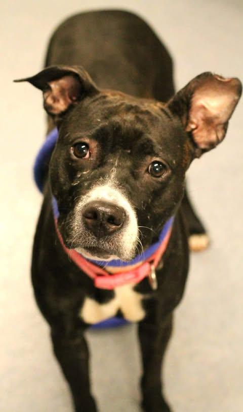 Enlarge 25-01490 NINA, a Adoptable mixed breed in Fredericksburg, VA image 1/1