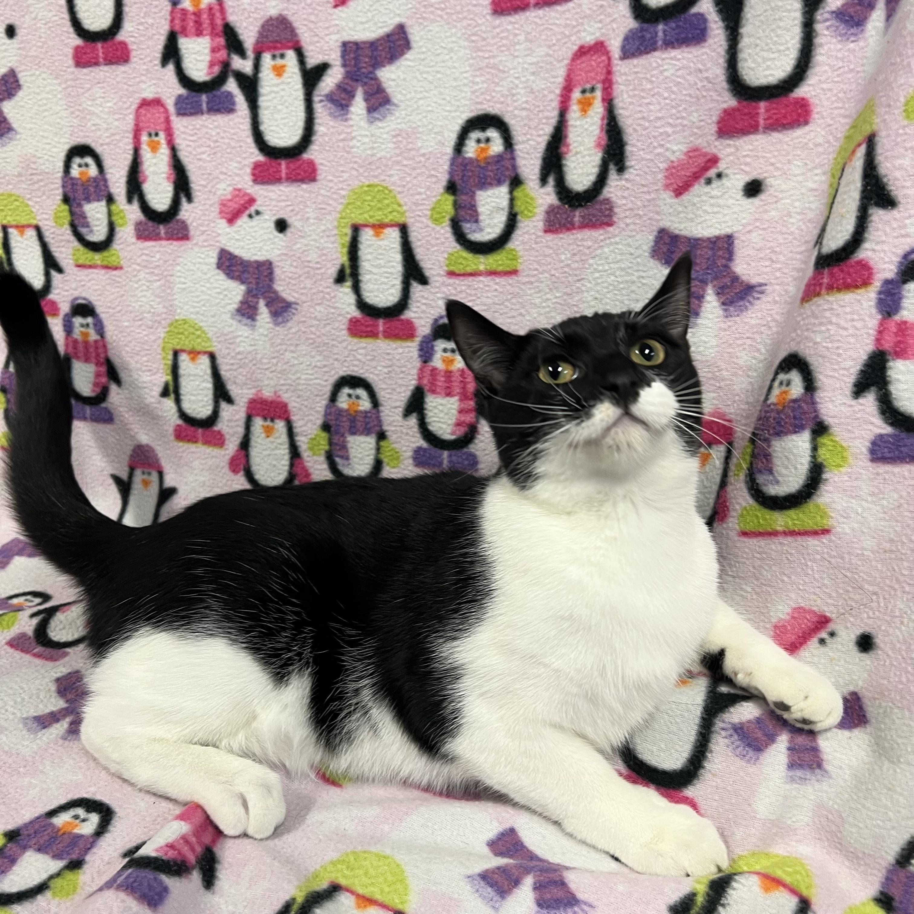 Dipper, a Adoptable Domestic Short Hair in Fairmont, MN image 1/5