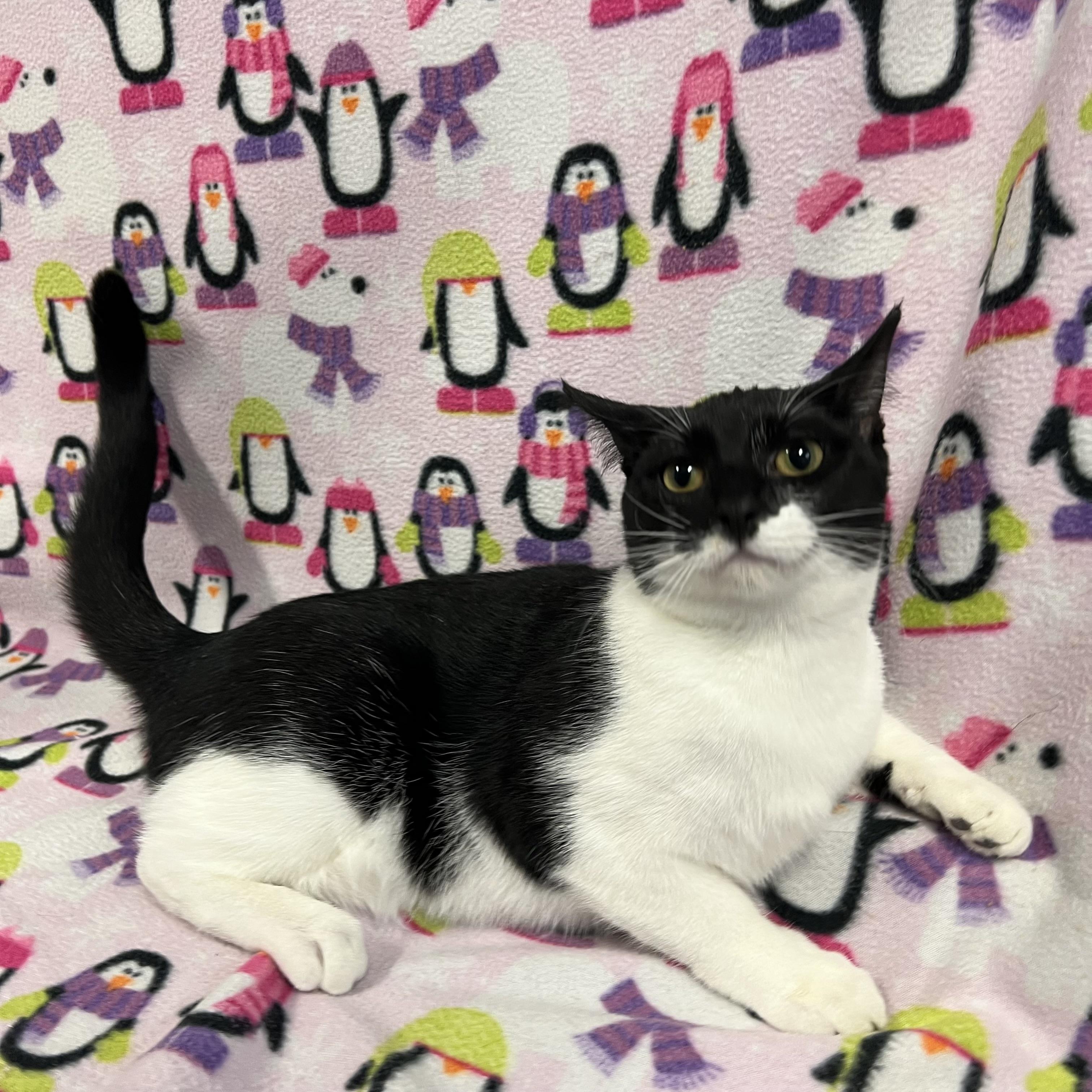 Dipper, a Adoptable Domestic Short Hair in Fairmont, MN image 3/5