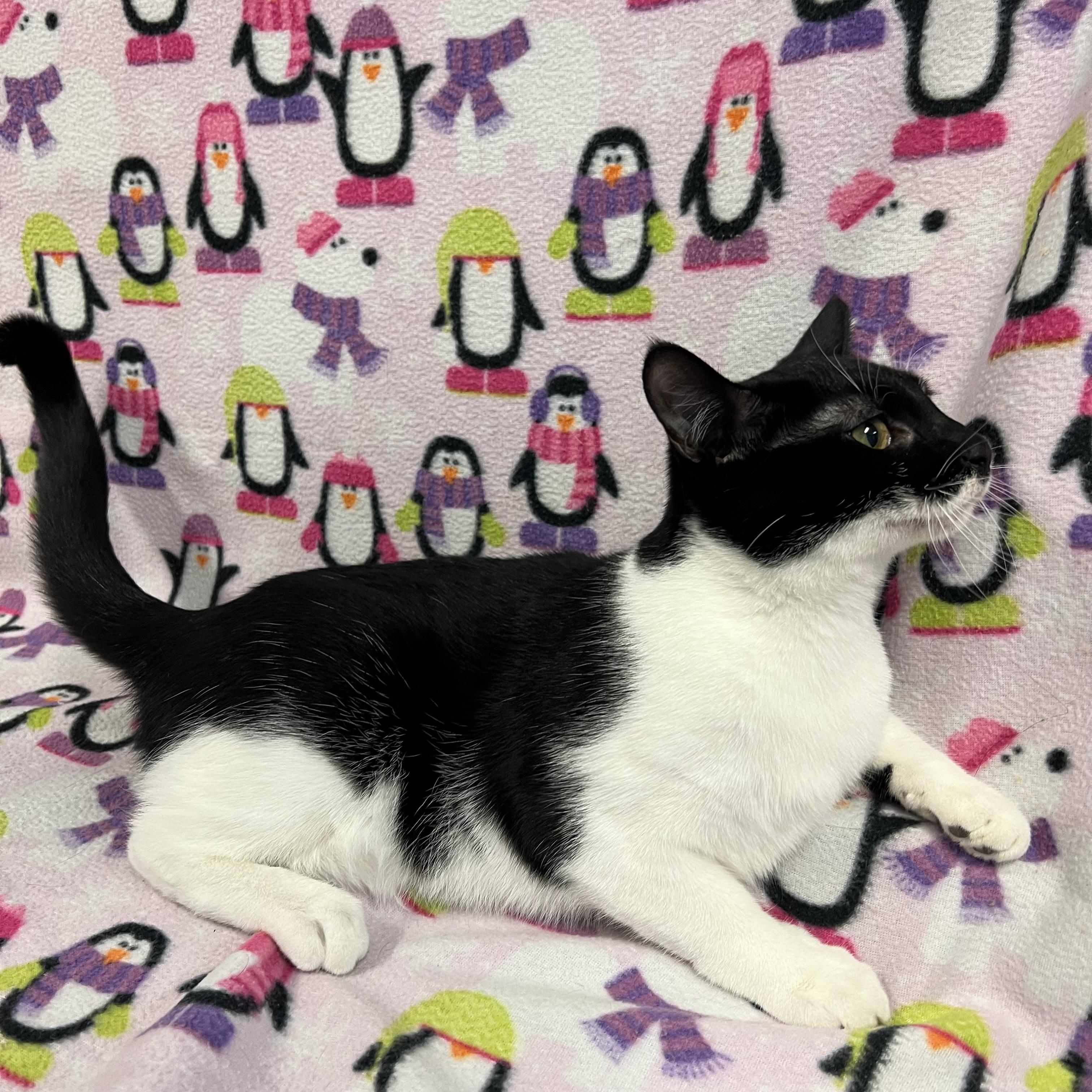 Dipper, a Adoptable Domestic Short Hair in Fairmont, MN image 4/5