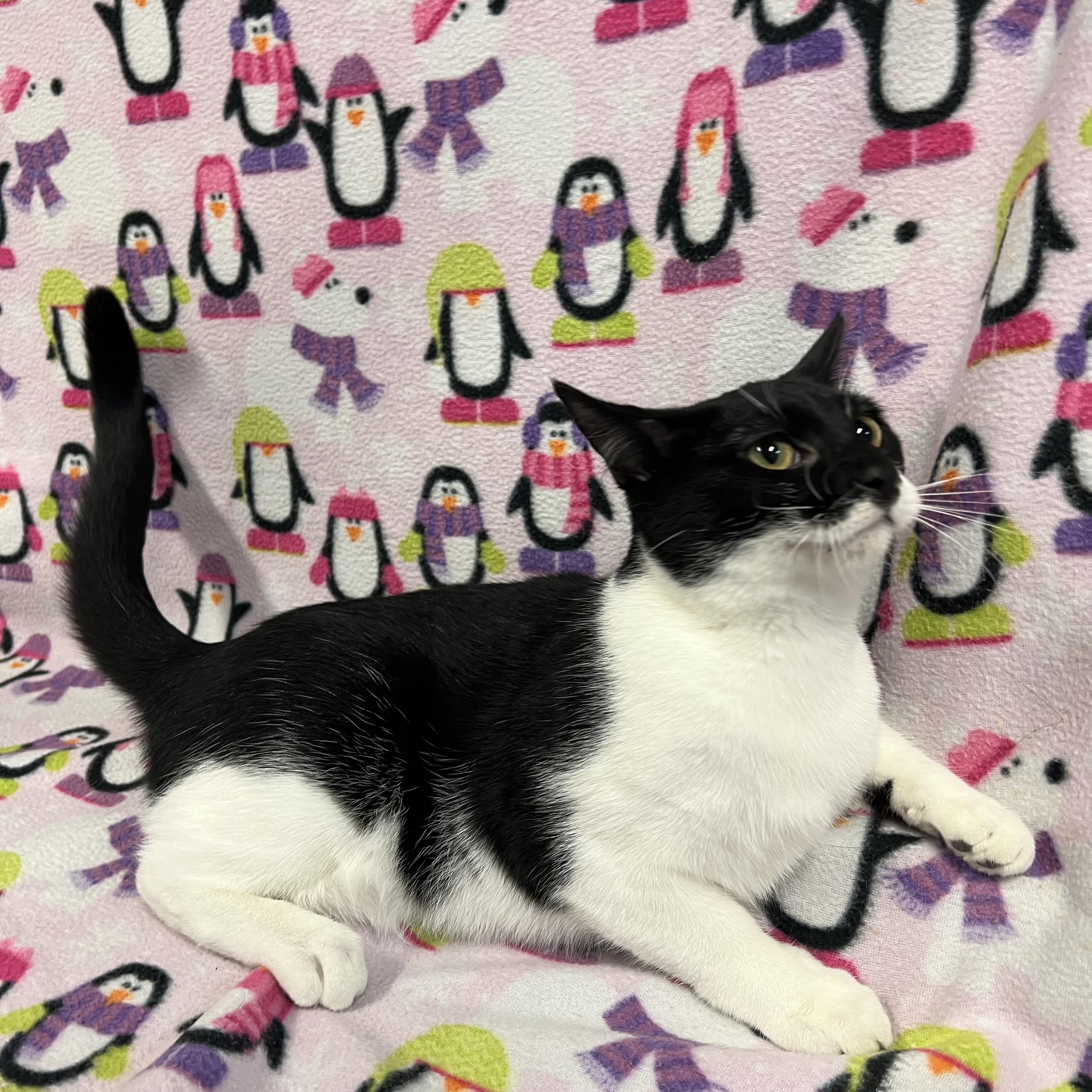Dipper, a Adoptable Domestic Short Hair in Fairmont, MN image 2/5