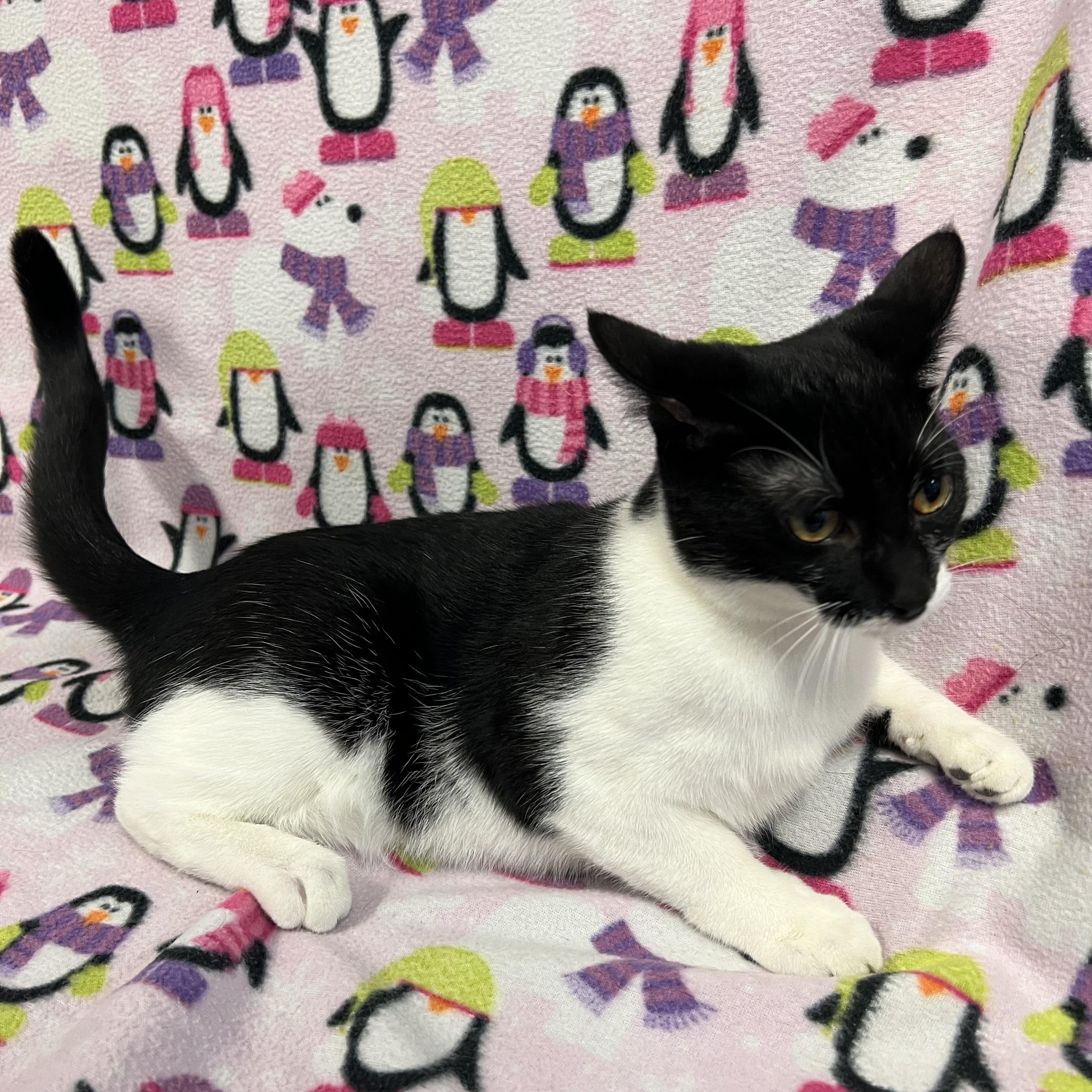 Dipper, a Adoptable Domestic Short Hair in Fairmont, MN image 5/5