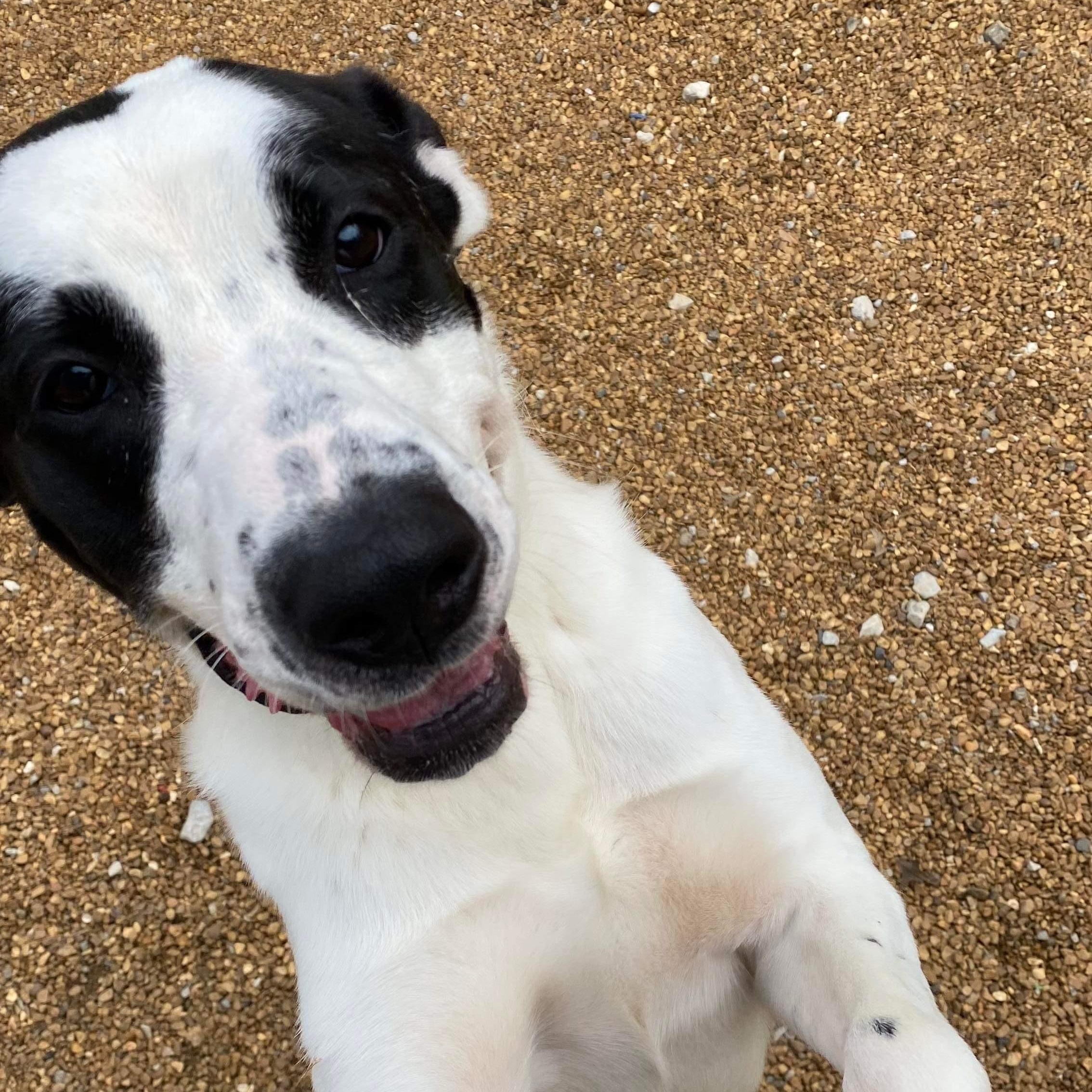 Alfredo, a Adoptable mixed breed in Dyersburg, TN image 4/6