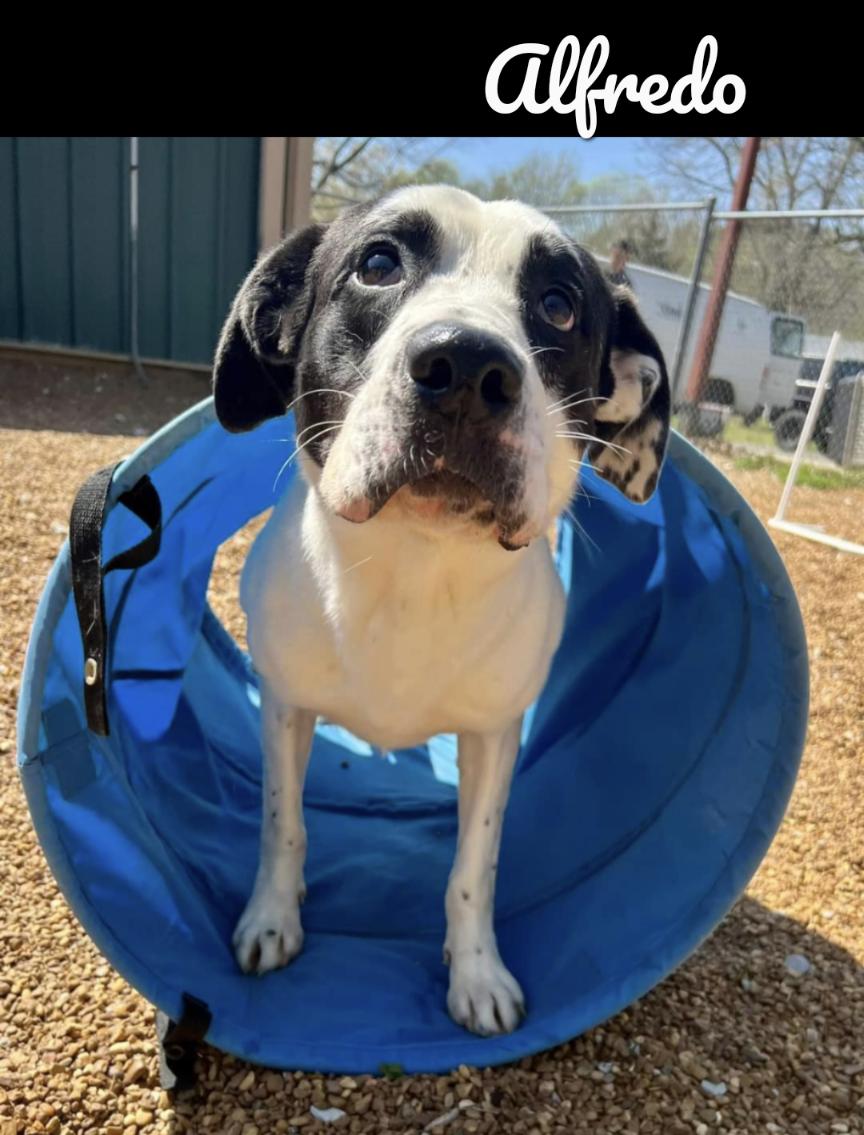 Alfredo, a Adoptable mixed breed in Dyersburg, TN image 1/6