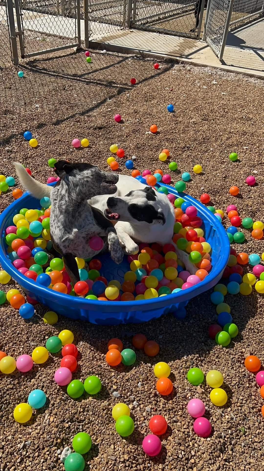 Alfredo, a Adoptable mixed breed in Dyersburg, TN image 5/6