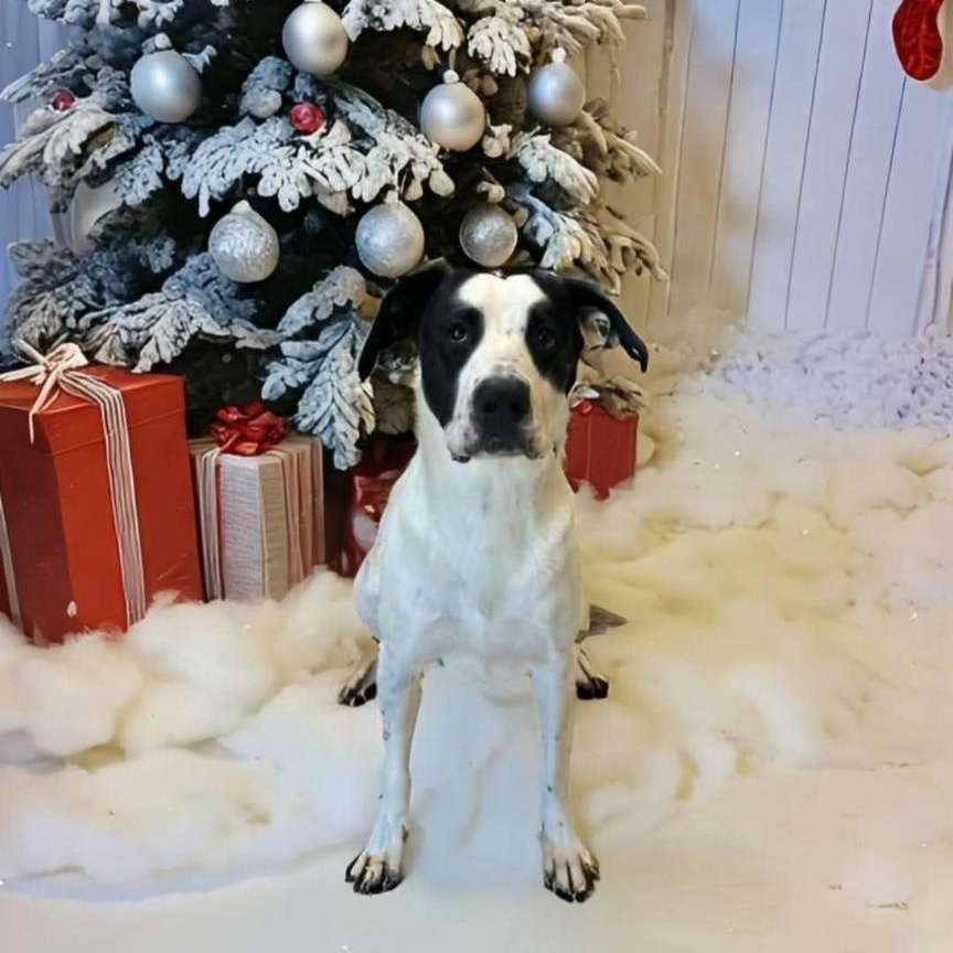 Alfredo, a Adoptable mixed breed in Dyersburg, TN image 2/6