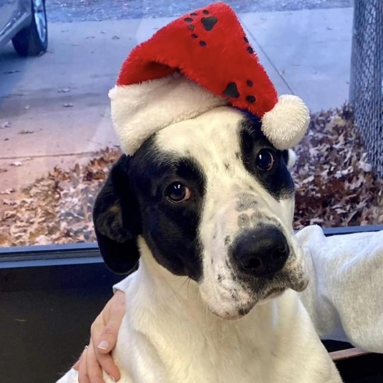 Alfredo, a Adoptable mixed breed in Dyersburg, TN image 6/6