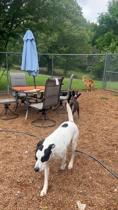 Enlarge Alfredo, a Adoptable mixed breed in Dyersburg, TN video 3/6