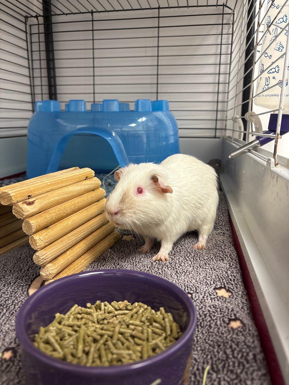 Nanook, Adoptable, Young Male Guinea Pig.