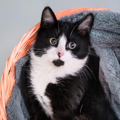 Clam, Adoptable, Kitten Female Domestic Short Hair & Domestic Short Hair.