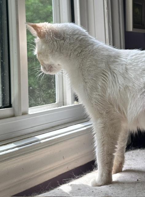 Enlarge Trudy, a ADOPTABLE Turkish Van in Caledon, ON image 5/5