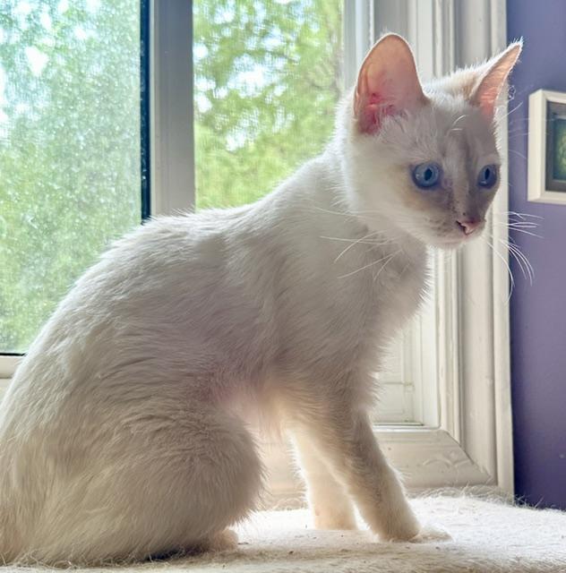 Enlarge Trudy, a ADOPTABLE Turkish Van in Caledon, ON image 4/5