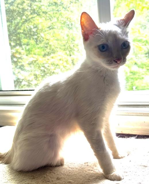 Enlarge Trudy, a ADOPTABLE Turkish Van in Caledon, ON image 2/5