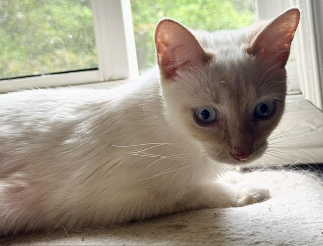 Enlarge Trudy, a ADOPTABLE Turkish Van in Caledon, ON image 3/5