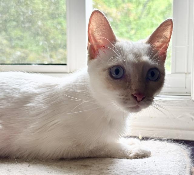 Enlarge Trudy, a ADOPTABLE Turkish Van in Caledon, ON image 1/5