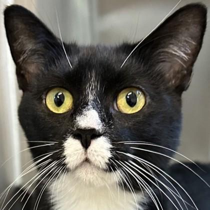 Magpie, Adoptable, Young Female Domestic Short Hair & Domestic Short Hair.