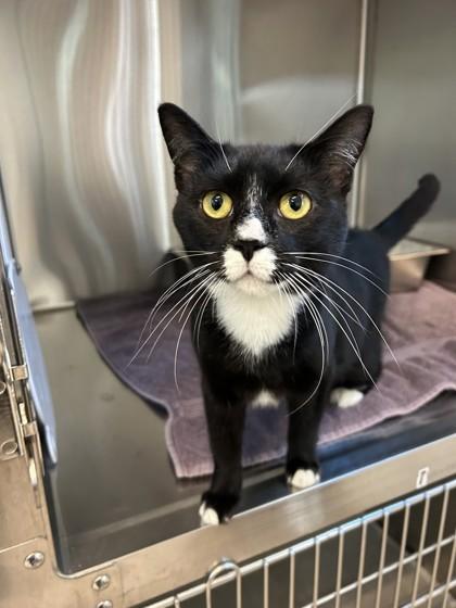 Enlarge Magpie, a Adoptable mixed breed in Pleasanton, CA image 2/2