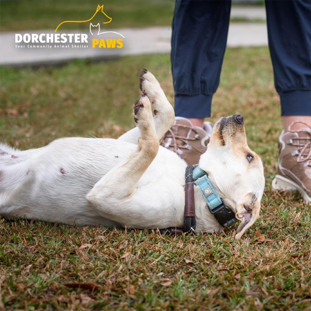 Everly @ Foster, Adoptable, Adult Female Mixed Breed.