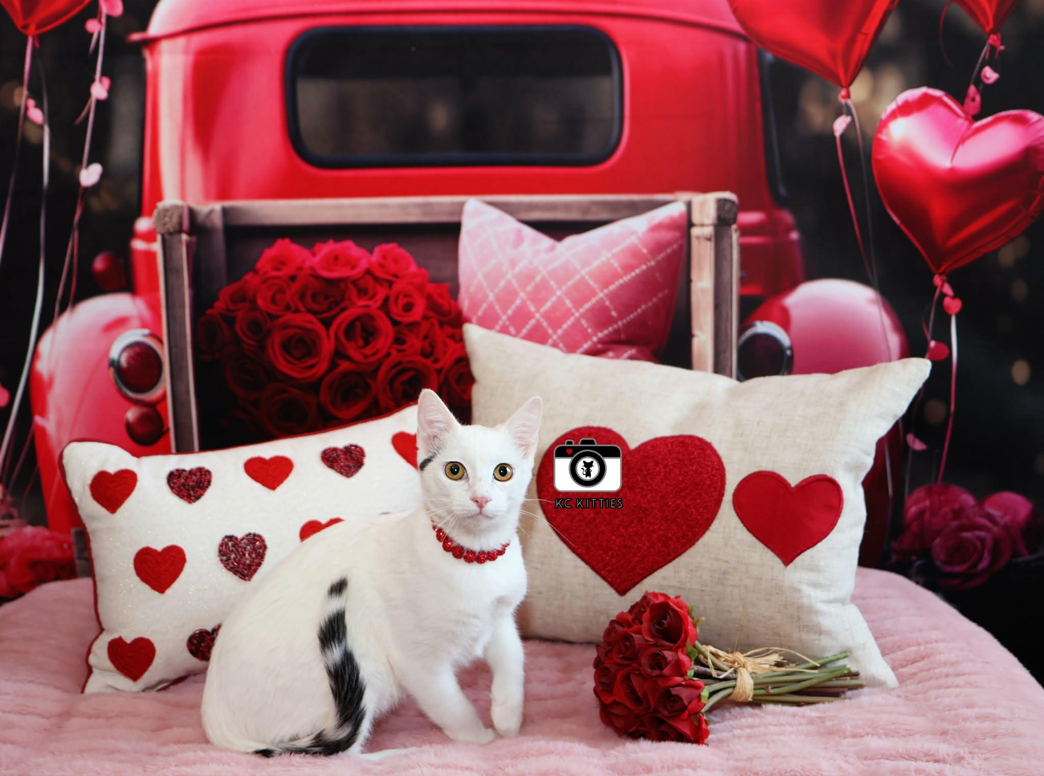 Enlarge Chapell, a ADOPTABLE Domestic Short Hair in Overland Park, KS image 3/5