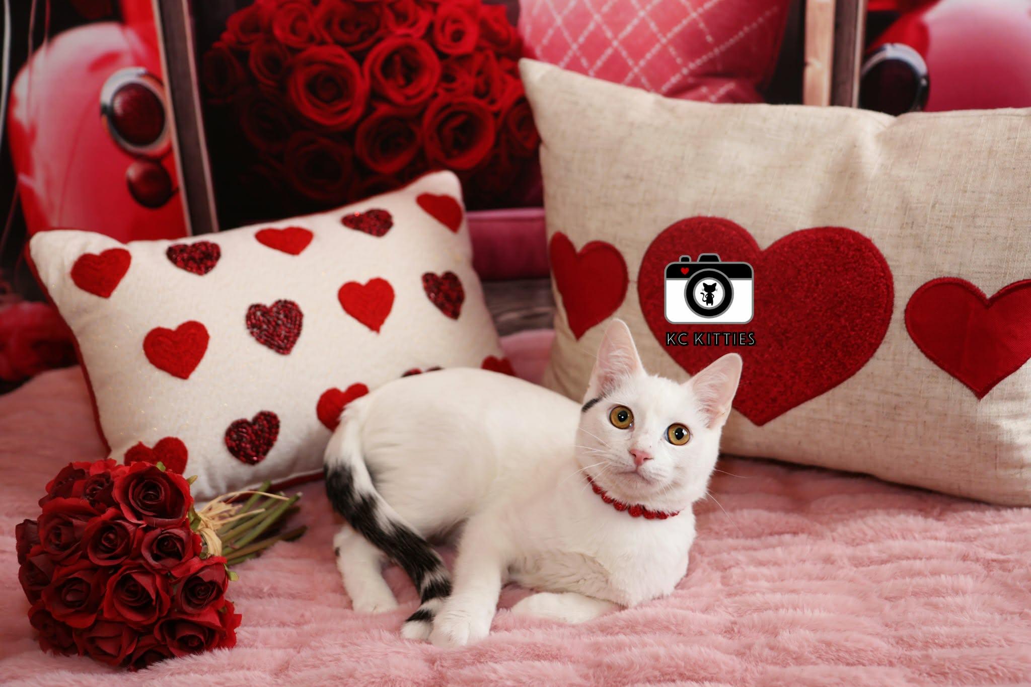 Enlarge Chapell, a ADOPTABLE Domestic Short Hair in Overland Park, KS image 2/5