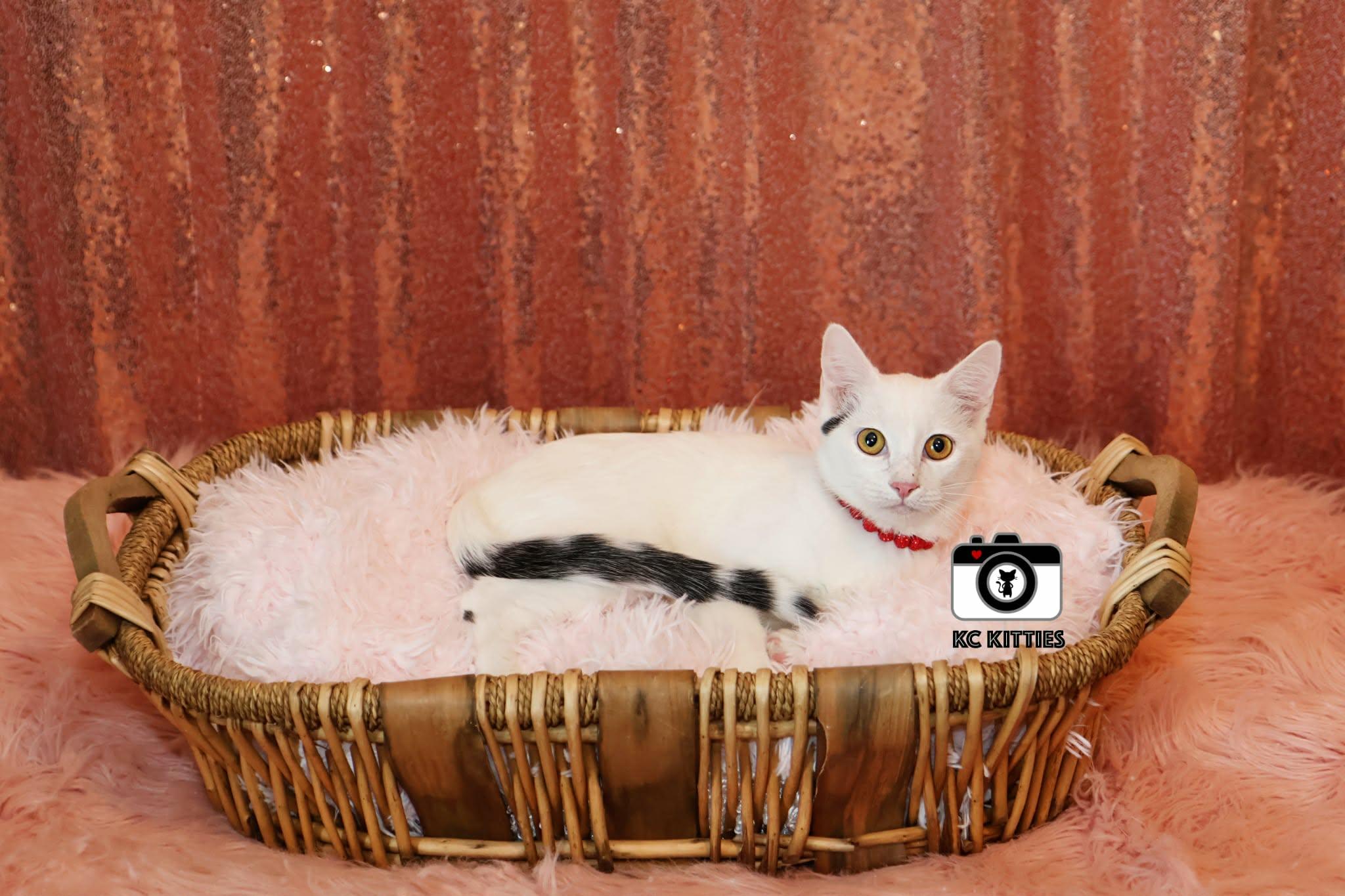 Enlarge Chapell, a ADOPTABLE Domestic Short Hair in Overland Park, KS image 5/5