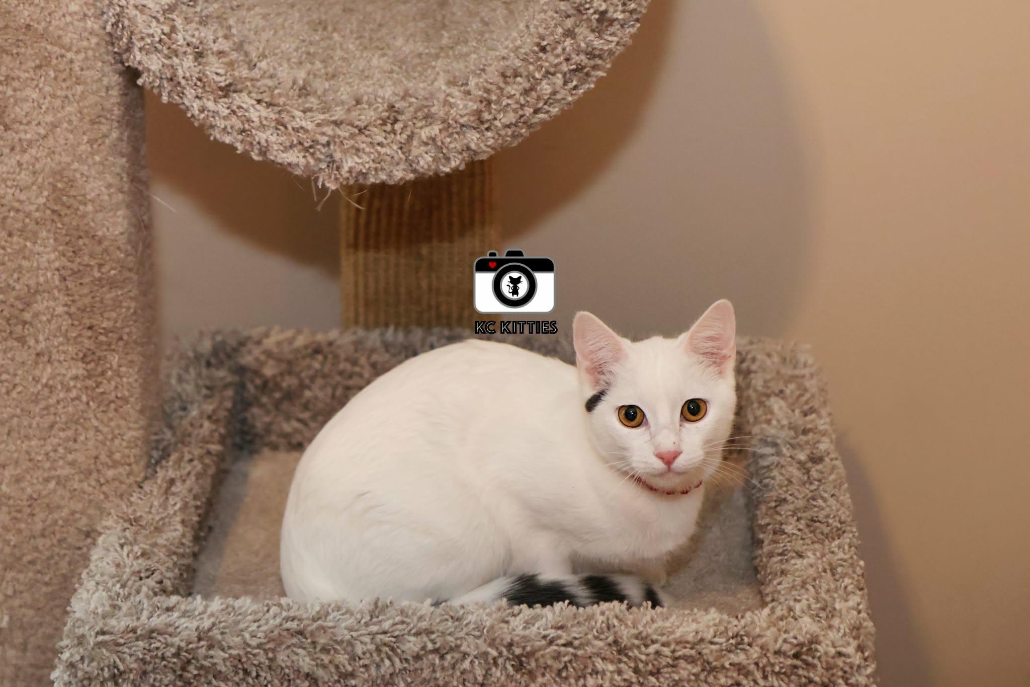 Enlarge Chapell, a ADOPTABLE Domestic Short Hair in Overland Park, KS image 4/5