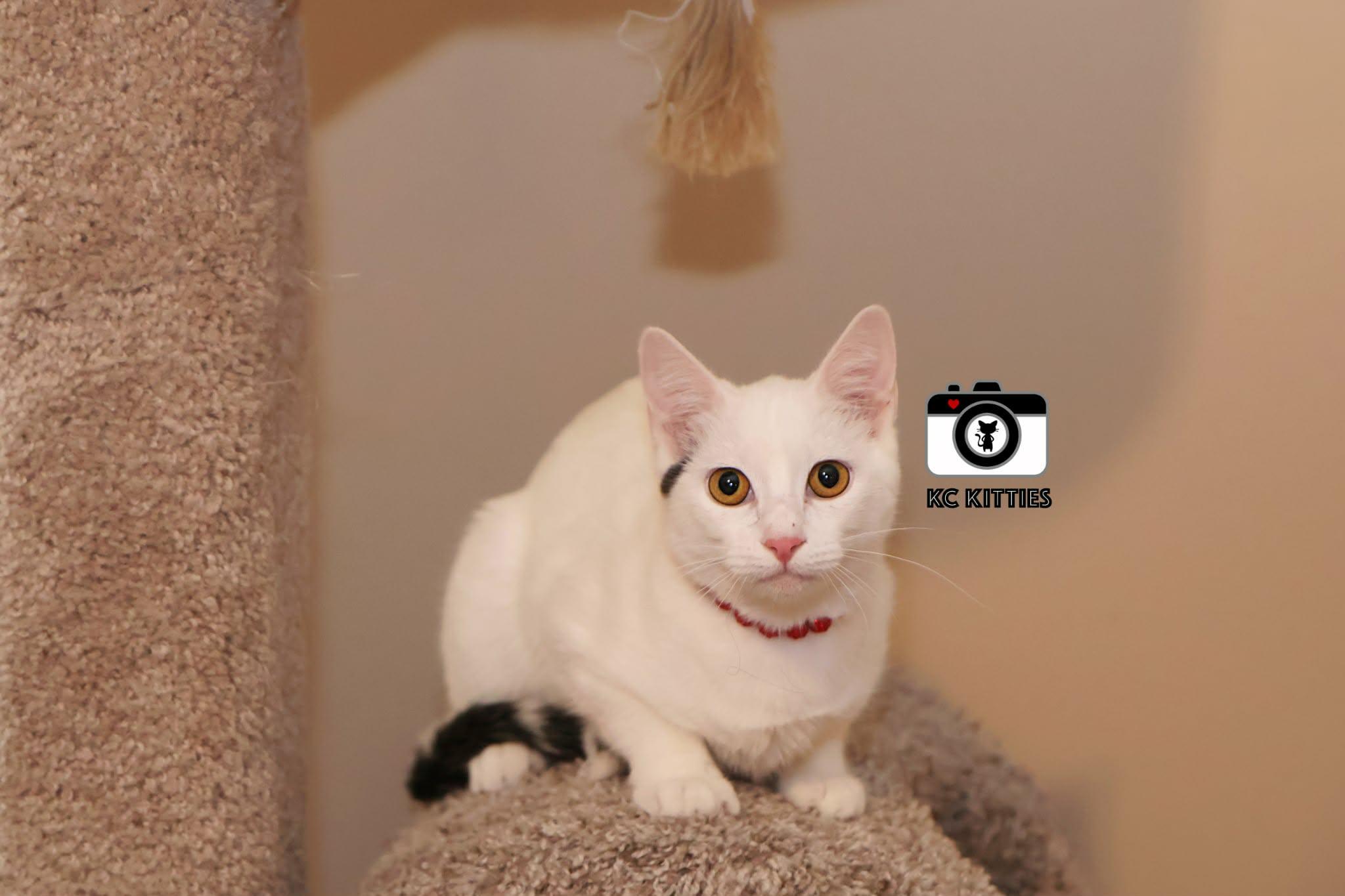 Enlarge Chapell, a ADOPTABLE Domestic Short Hair in Overland Park, KS image 1/5