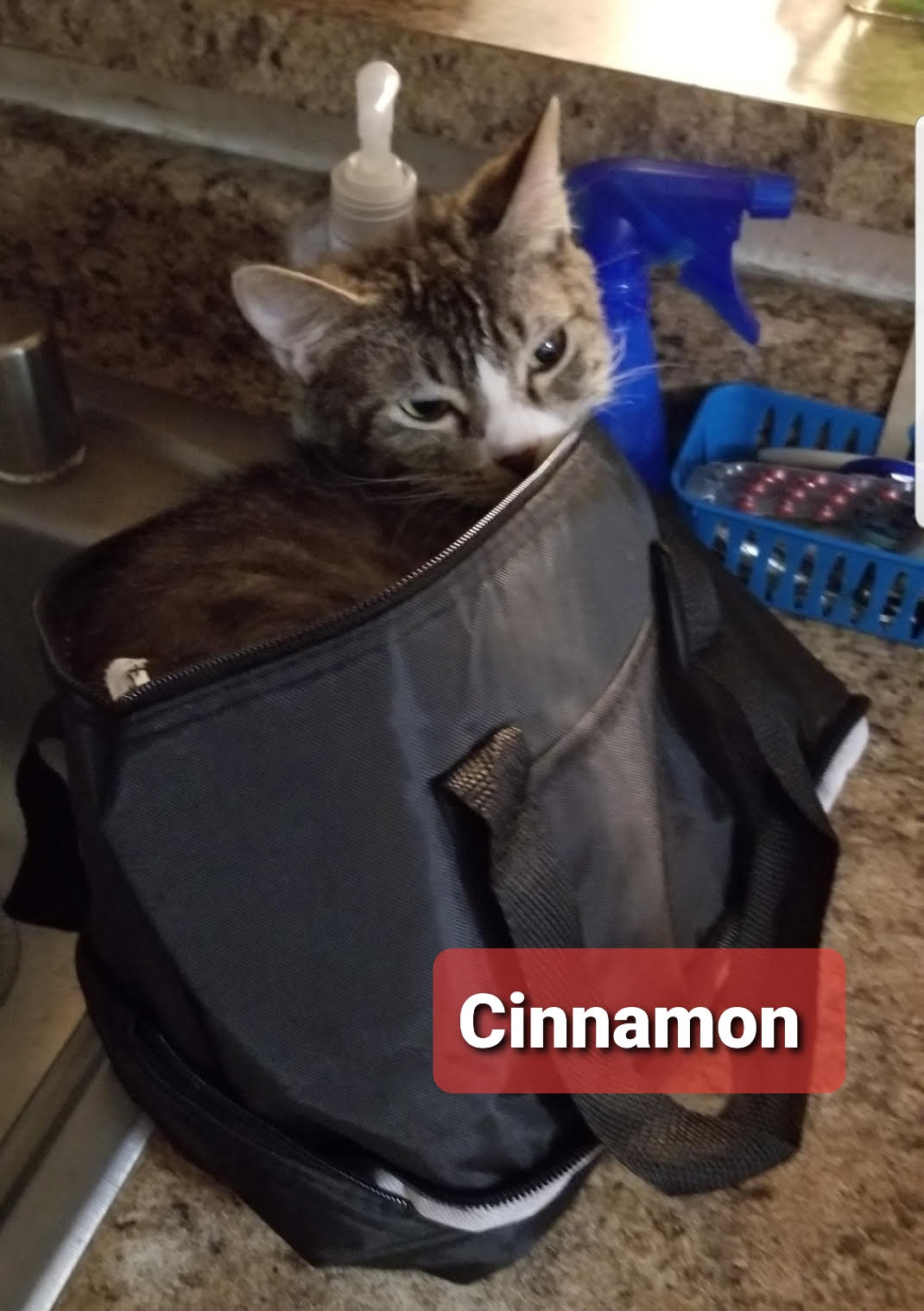 Cinnamon & Saffron (BONDED) - Must Be Adopted Together!